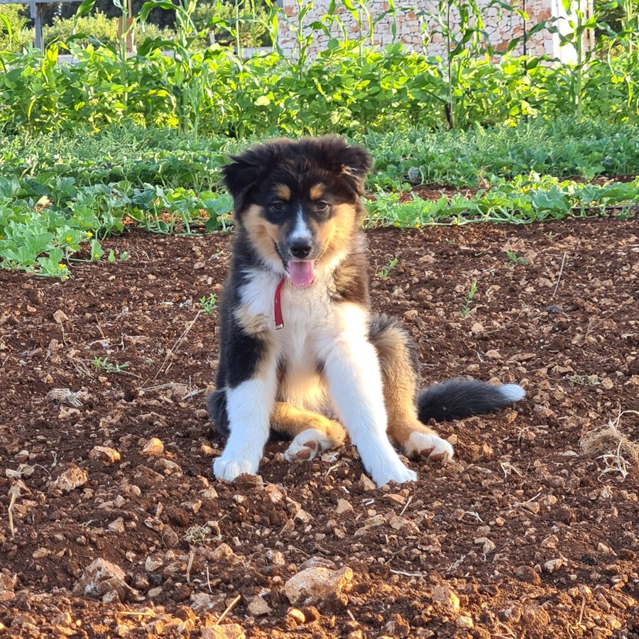Animali benvenuti