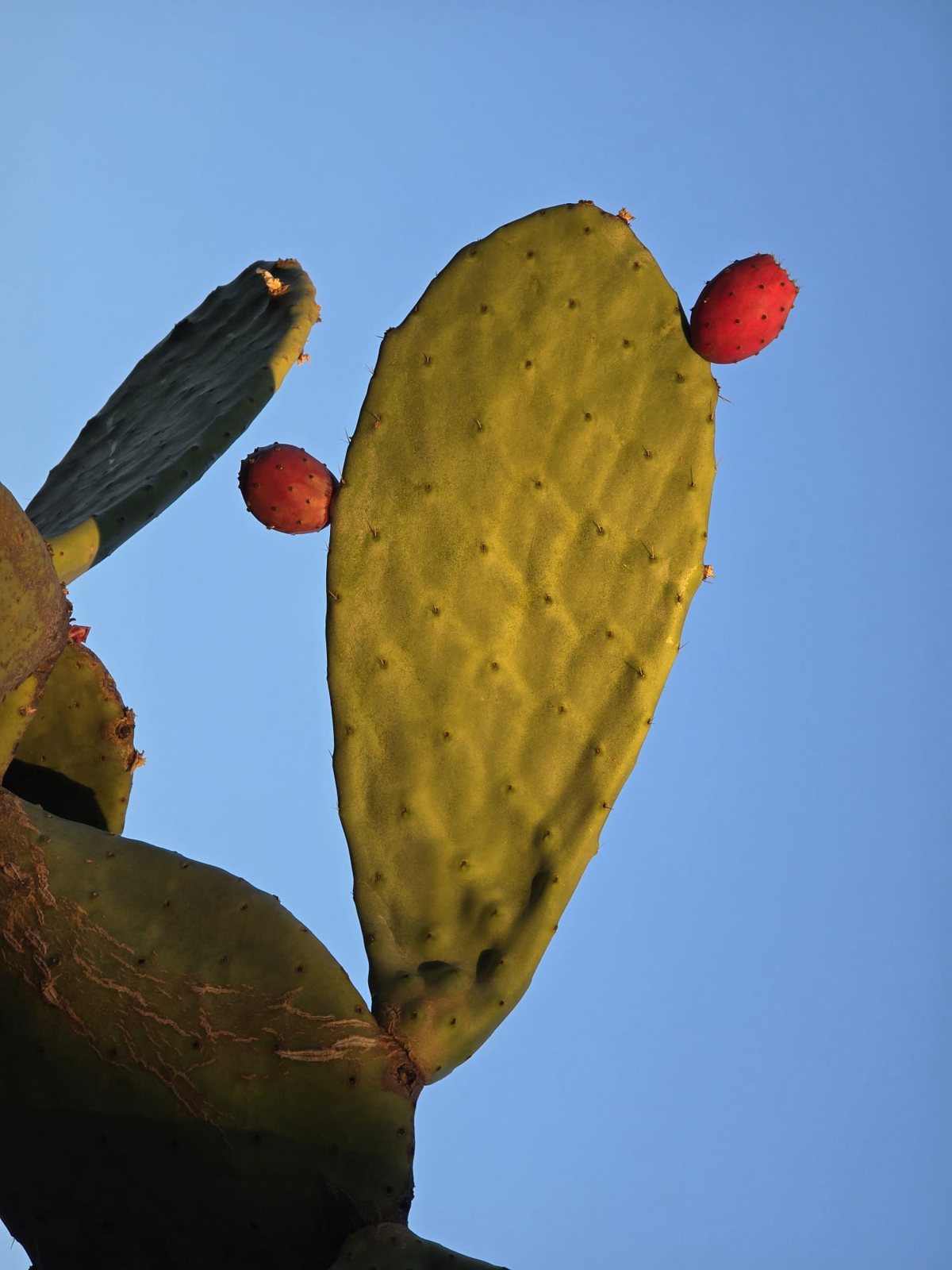 Prickly pears at Serragambetta
