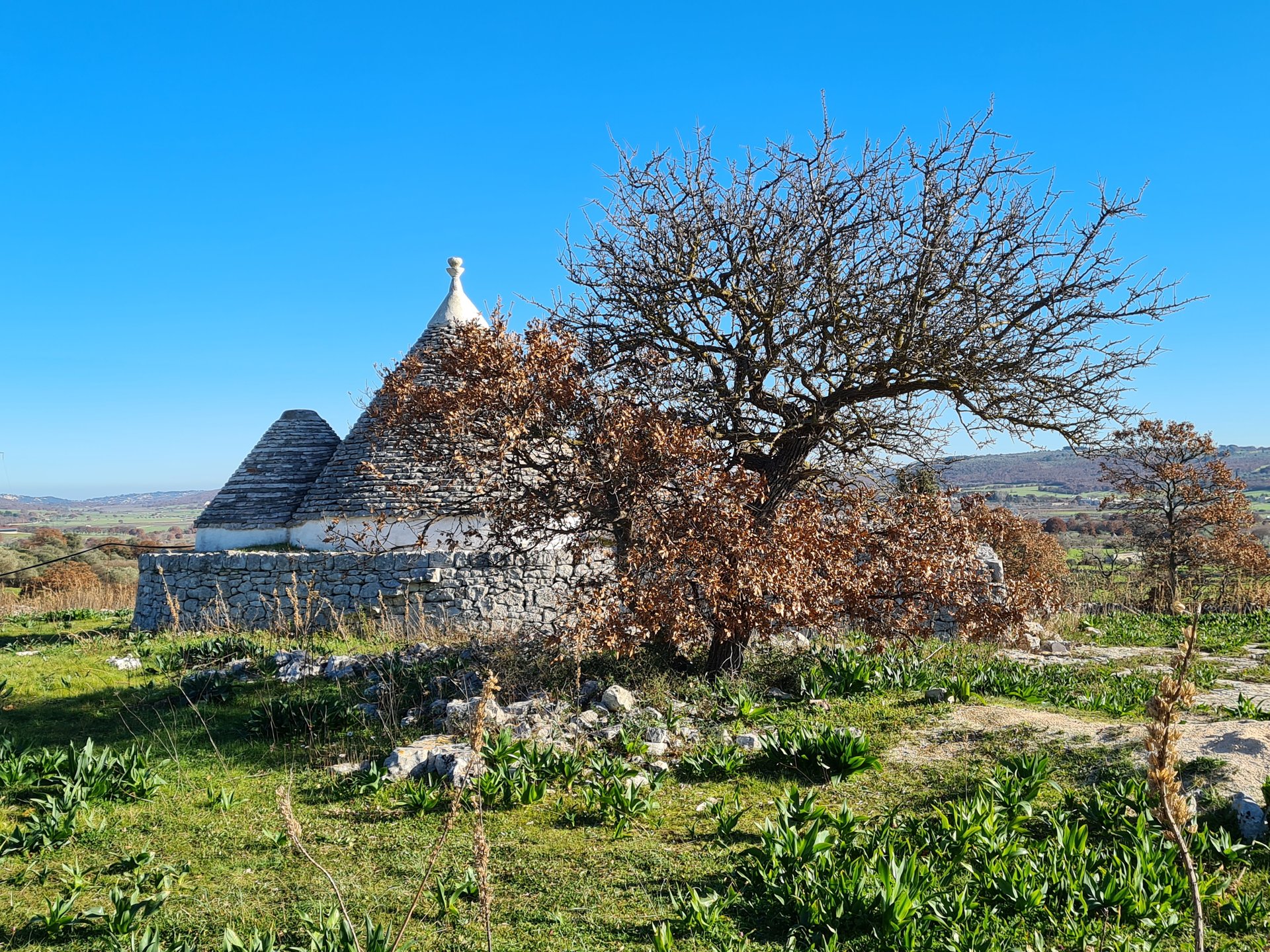 Trullo nella campagna di Serragambetta, tra Castellana e Conversano